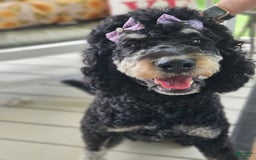 Bernedoodle dogs for sale: Waylon - Image 2