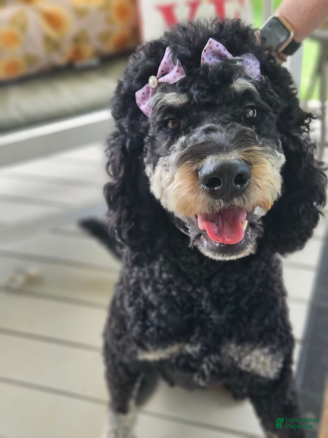 Bernedoodle dogs for sale: Waylon - Image 2