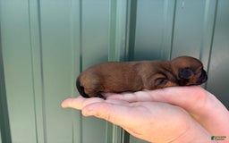 Shih Tzu dogs for sale: Aero - Image 2