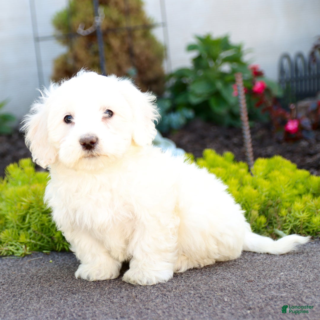Maltipoo dogs for sale: Ghost - Image 1