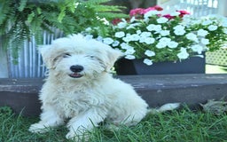 Maltipoo dogs for sale: Rascal - Image 2