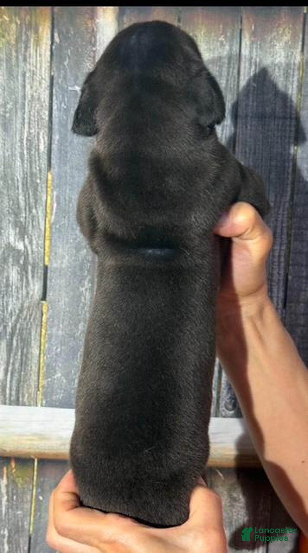 Great Dane dogs for sale: Great Dane 5 puppies - Image 6
