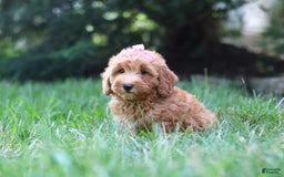 Schnoodle dogs for sale: Tasha - Image 2