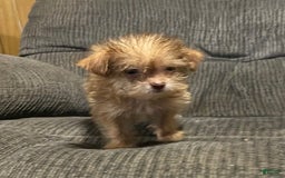 Yorkiepoo dogs for sale: Tinker Bell - Image 2