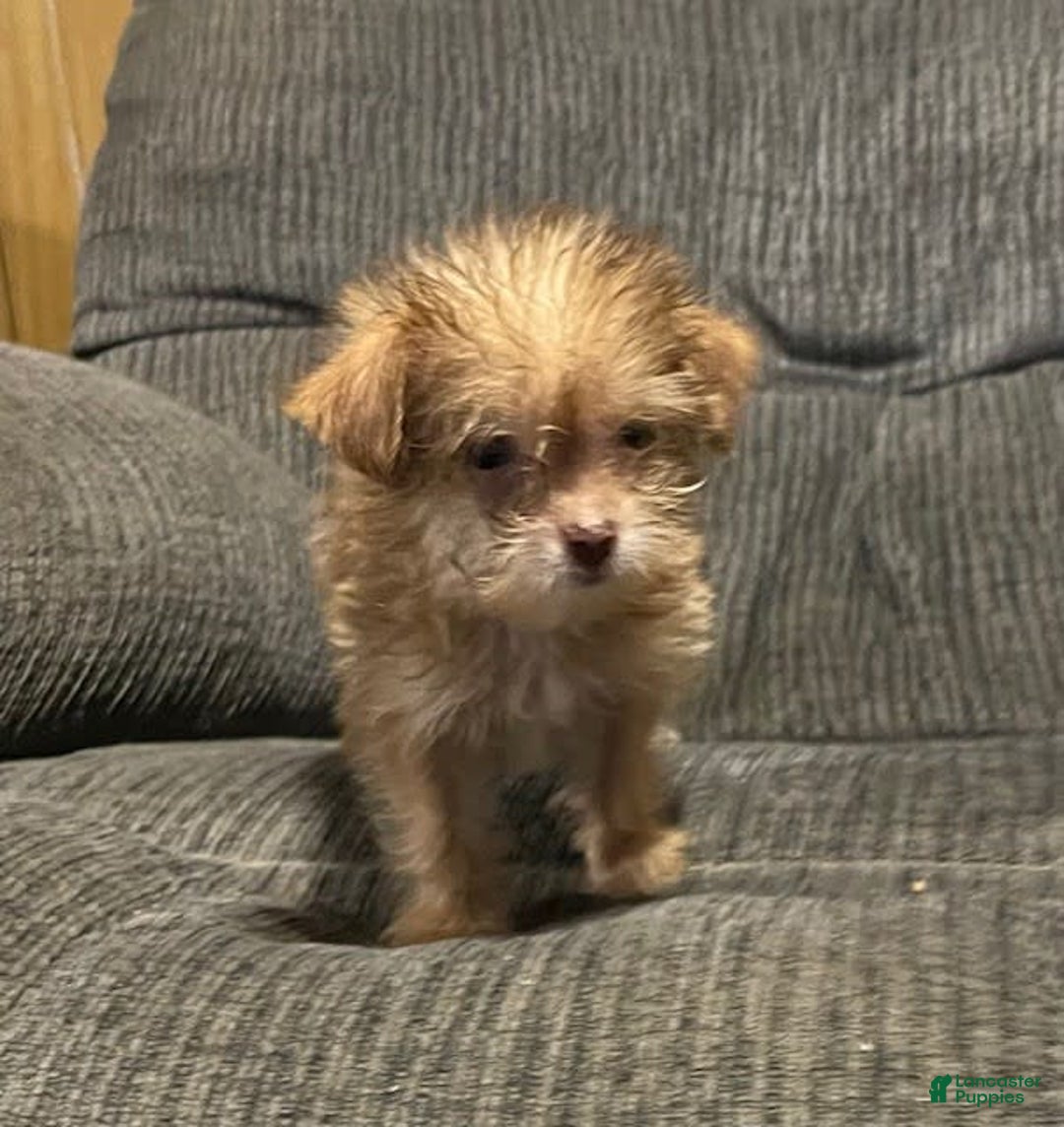 Yorkiepoo dogs for sale: Tinker Bell - Image 2