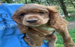 Cocker Spaniel dogs for sale: Monty - Image 2