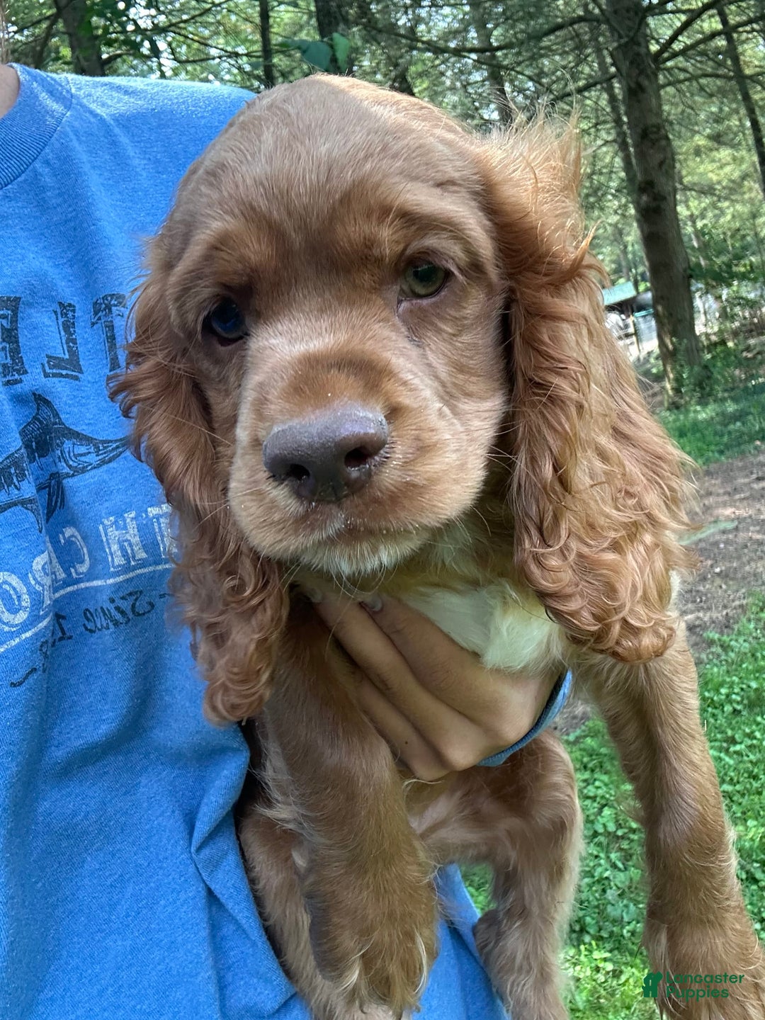Cocker Spaniel dogs for sale: Monty - Image 2
