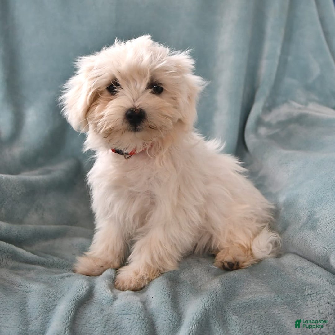 Maltese dogs for sale: Stardust - Image 9