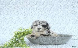Mini Goldendoodle dogs for sale: Kash - Image 13