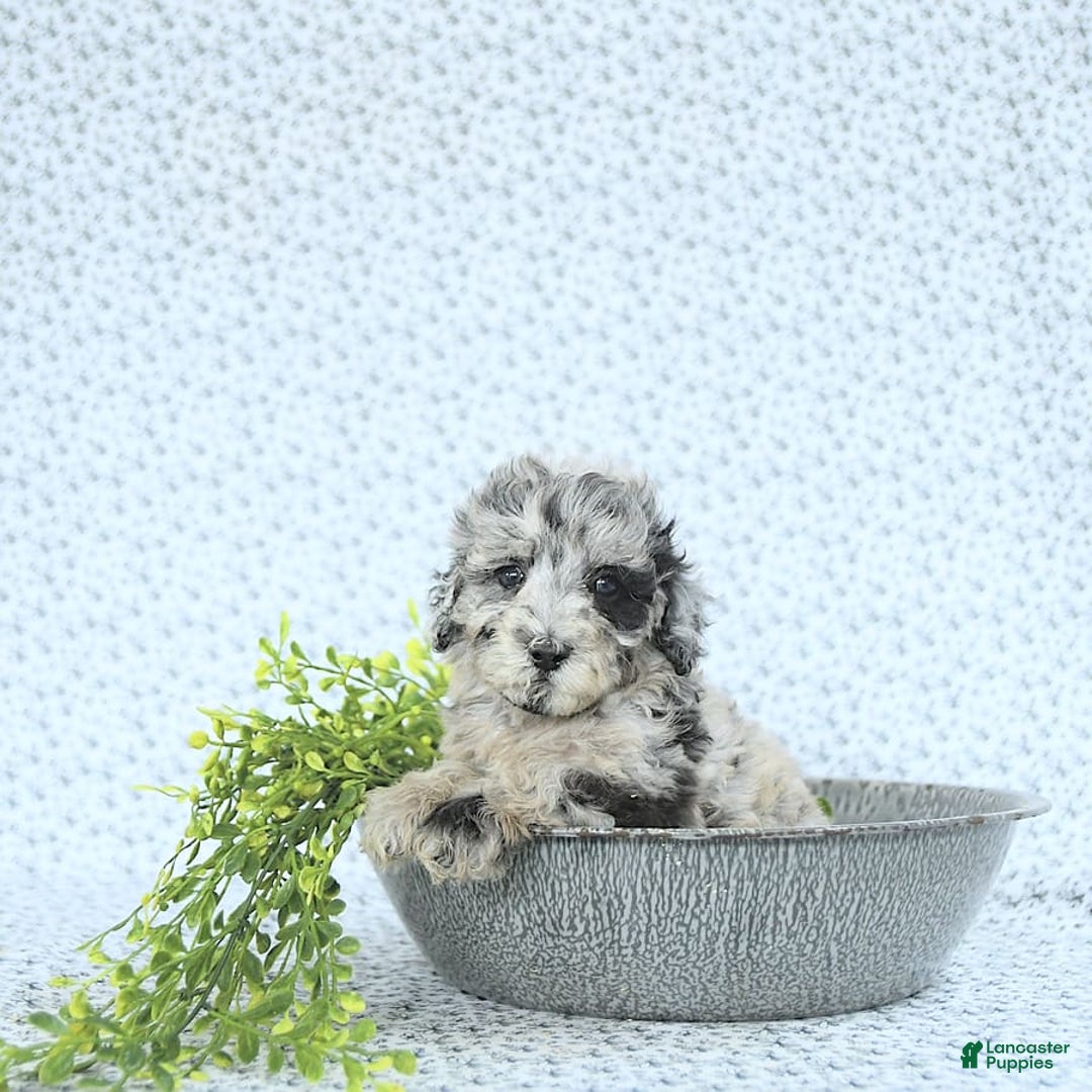Mini Goldendoodle dogs for sale: Kash - Image 13