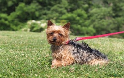 Yorkiepoo dogs for sale: Henry - Image 10