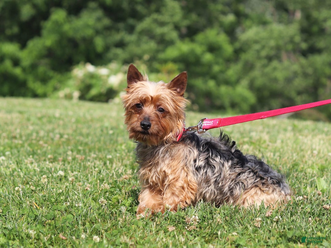 Yorkiepoo dogs for sale: Henry - Image 10