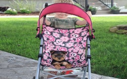 Yorkshire Terrier dogs for sale: Sweetie - Image 2