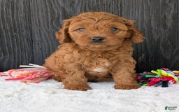 Cavapoo dogs for sale: Loki - Image 21