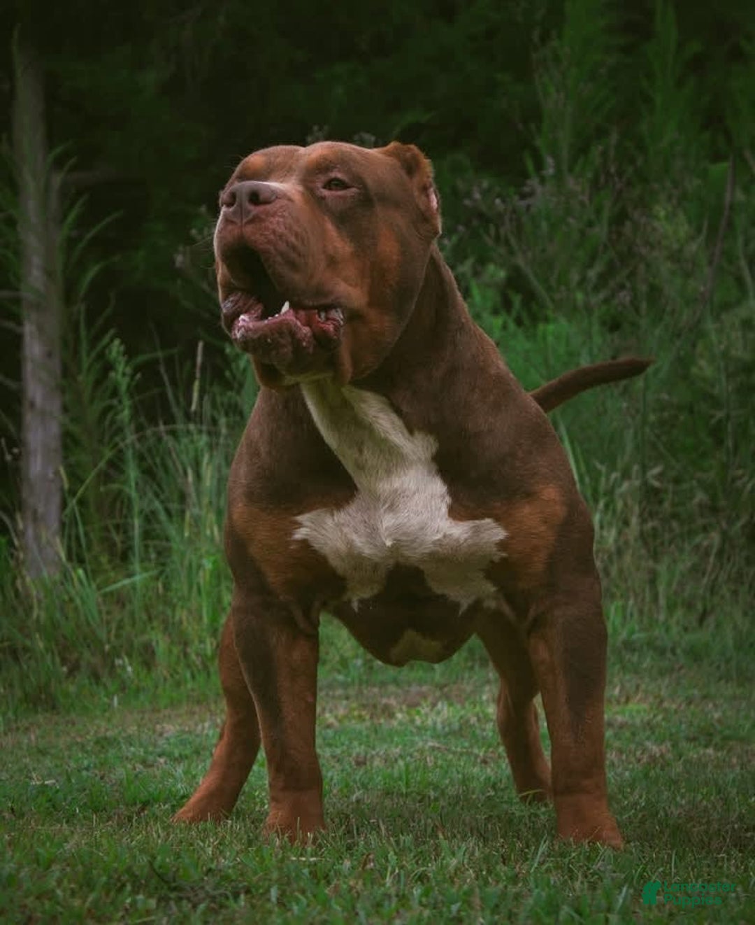 American Bully dogs for sale: Red Collar - Image 4
