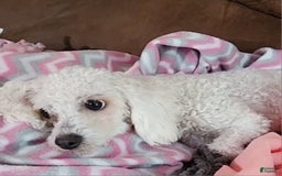 Cavachon dogs for sale: Kevin - Image 11