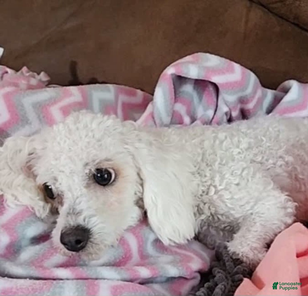 Cavachon dogs for sale: Kevin - Image 11