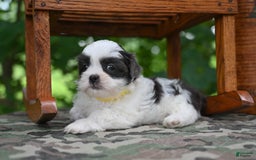 Shih Tzu dogs for sale: Charlie - Image 11