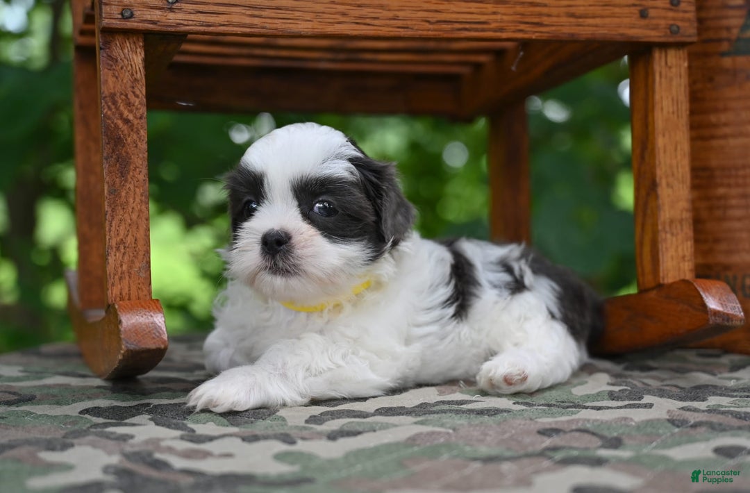 Shih Tzu dogs for sale: Charlie - Image 11