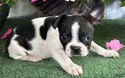 Boston Terrier dogs for sale: Dash - Image 2