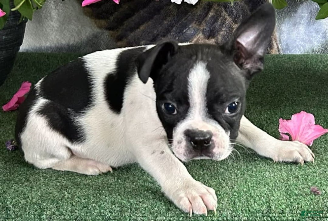Boston Terrier dogs for sale: Dash - Image 2