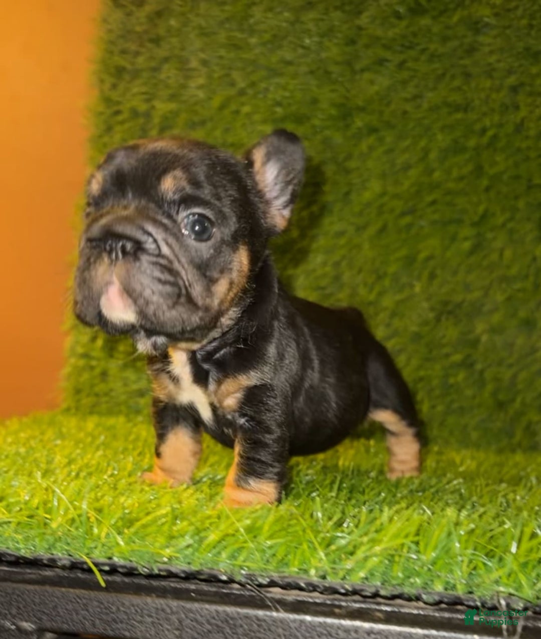 French Bulldog dogs for sale: Coco - Image 5