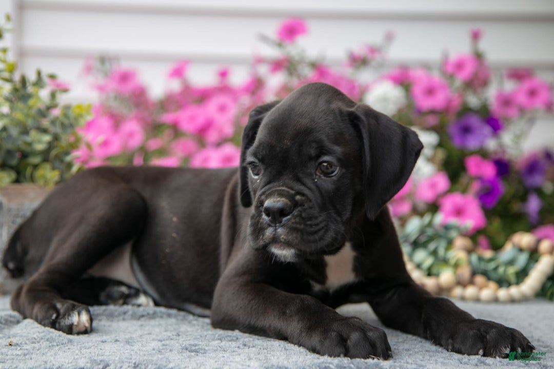 Boxer dogs for sale: Shadow - Image 5