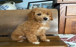 Mini Goldendoodle dogs for sale: Jack - Image 6