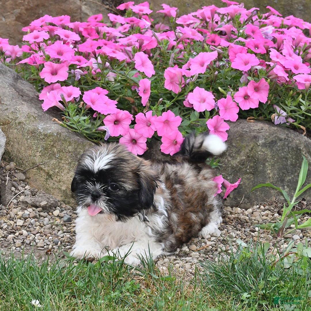 Shih Tzu dogs for sale: Olivia - Image 3