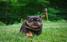 Rottweiler dogs for sale: Clair Bear - Image 15