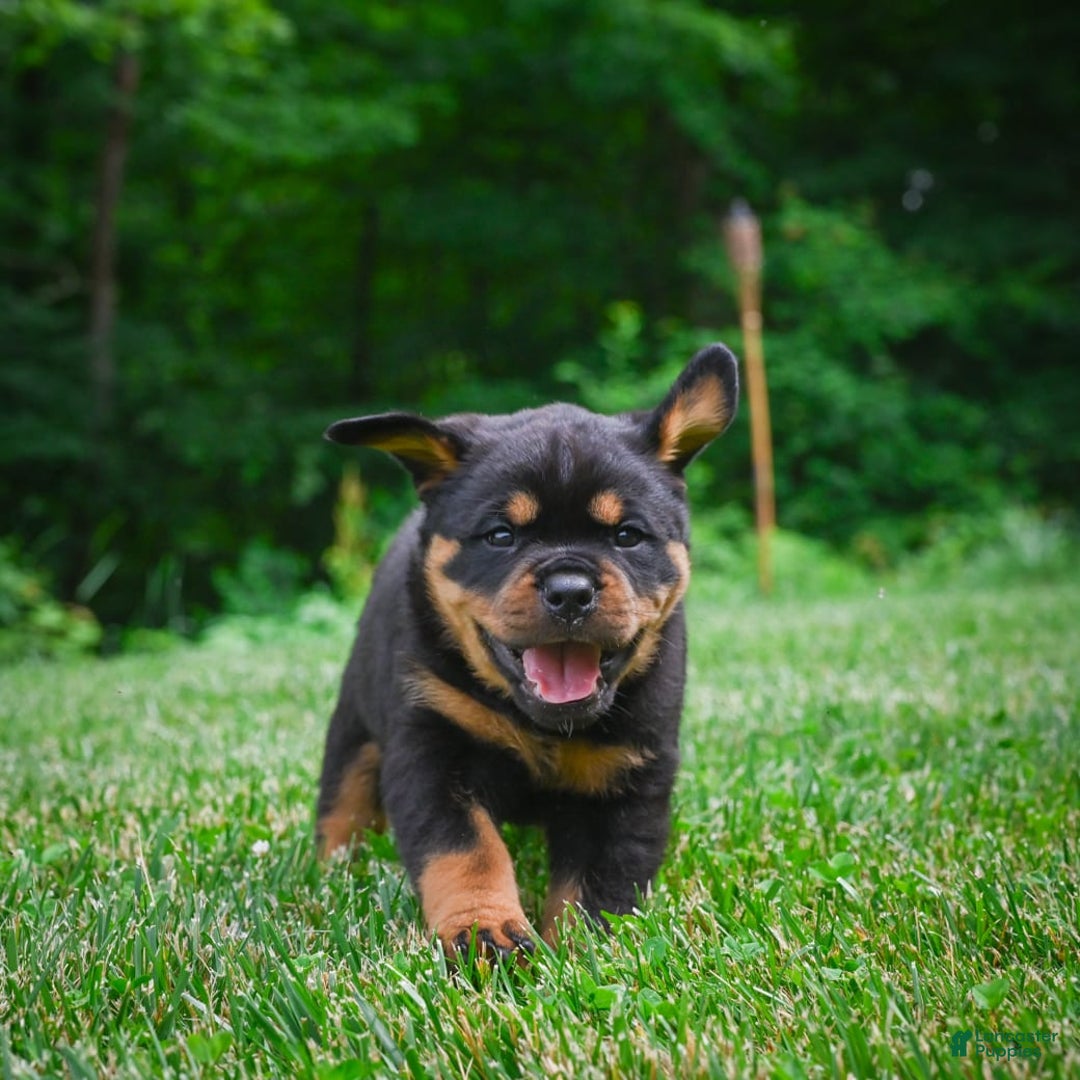 Rottweiler dogs for sale: Clair Bear - Image 15