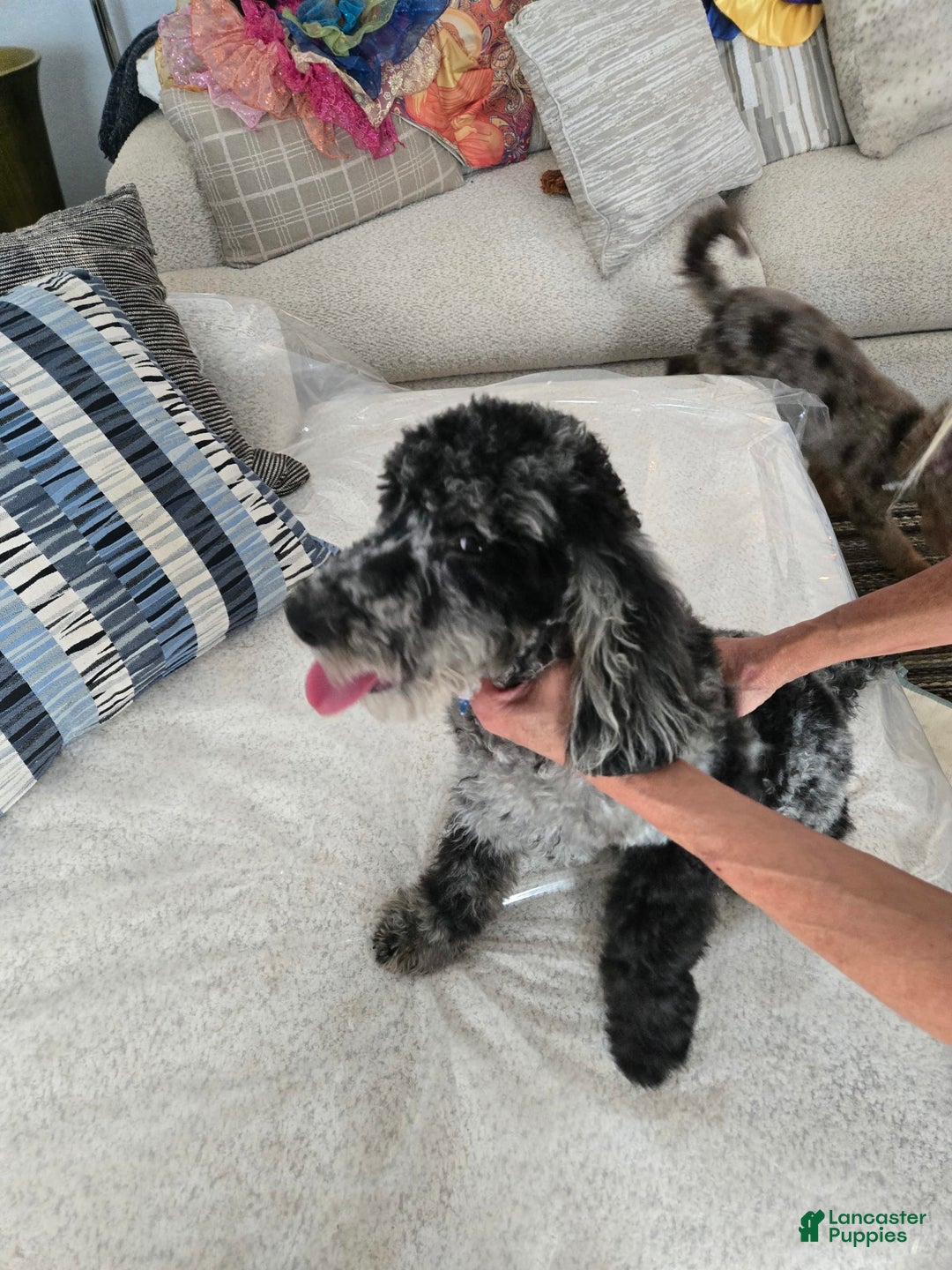 Goldendoodle dogs for sale: Leo - Image 4