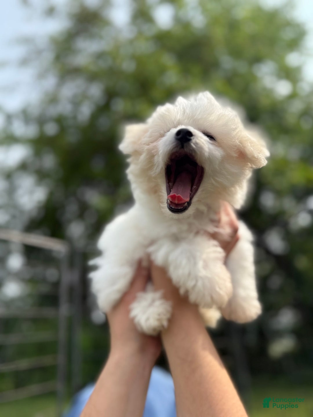 Bichon Frise dogs for sale: Buddy - Image 2
