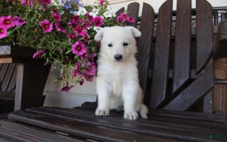 German Shepherd dogs for sale: June - Image 6