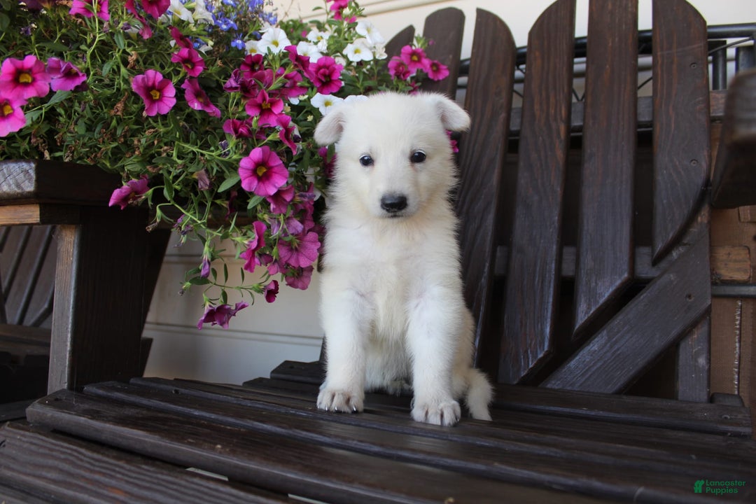 German Shepherd dogs for sale: June - Image 6