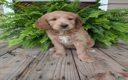 Goldendoodle dogs for sale: Lolly - Image 5
