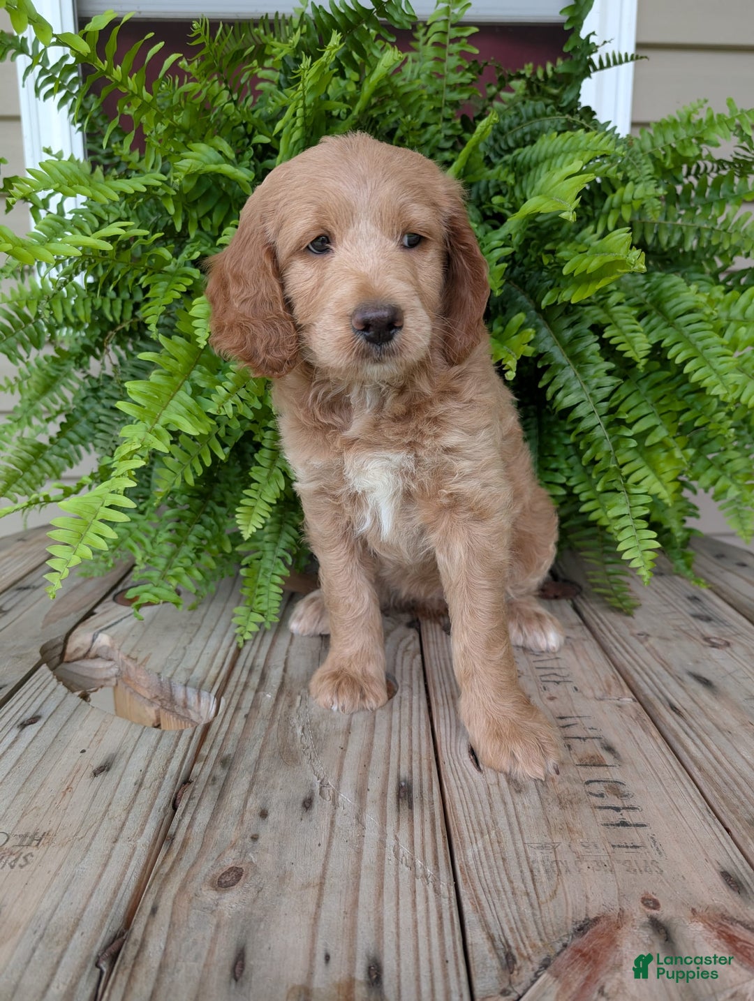 Goldendoodle dogs for sale: Lolly - Image 5