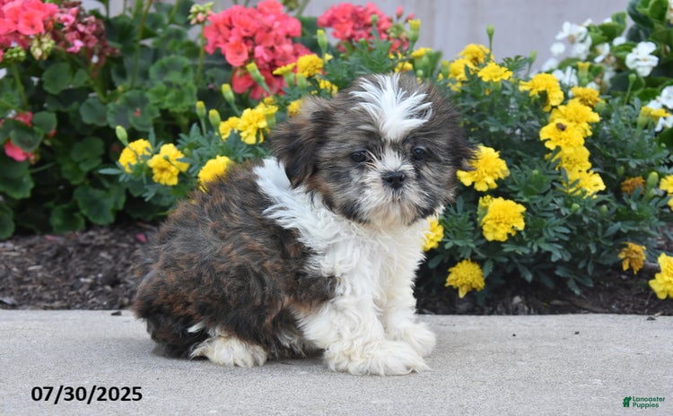 Shih Tzu dogs for sale - Ad 2