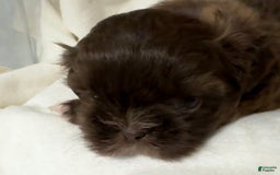 Shih Tzu dogs for sale: Kaylee - Image 34