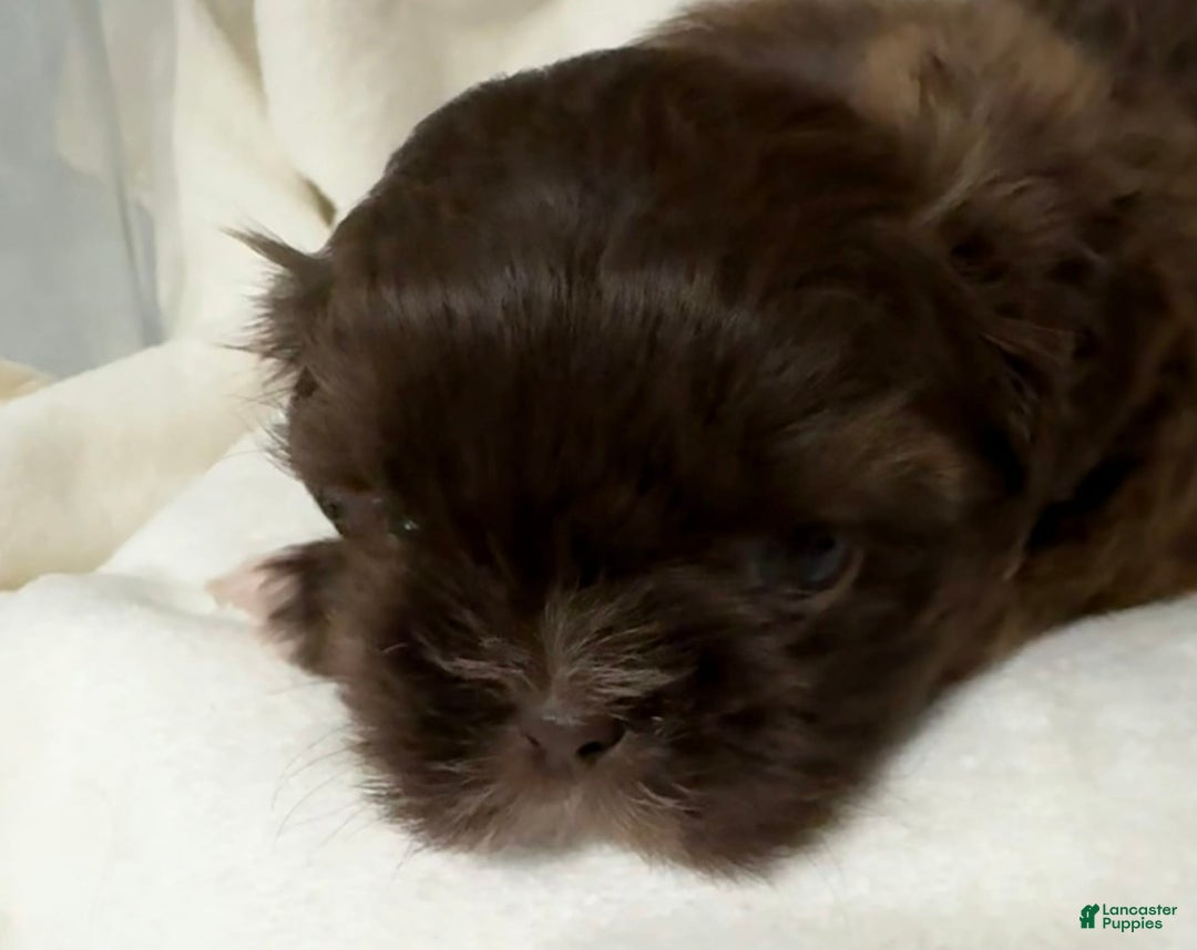 Shih Tzu dogs for sale: Kaylee - Image 34