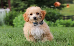Miniature Poodle dogs for sale: Jazz - Image 12