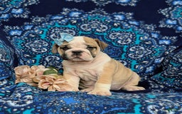 Olde English Bulldogge dogs for sale: Gillian - Image 11