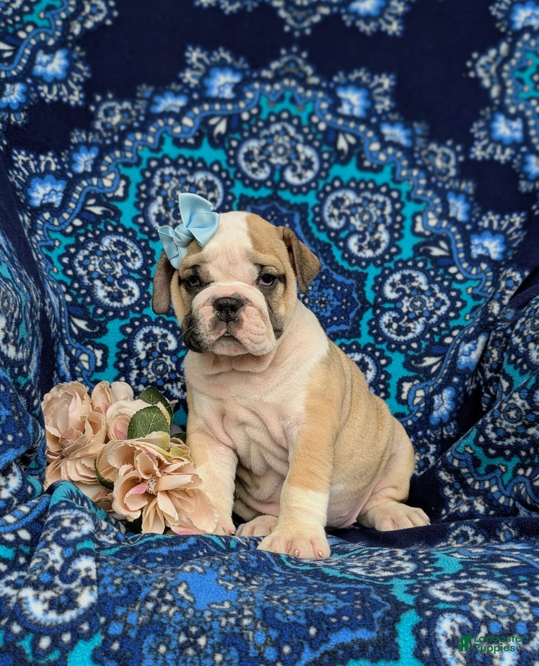 Olde English Bulldogge dogs for sale: Gillian - Image 11