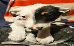 Border Collie dogs for sale: Gumbi - Image 37