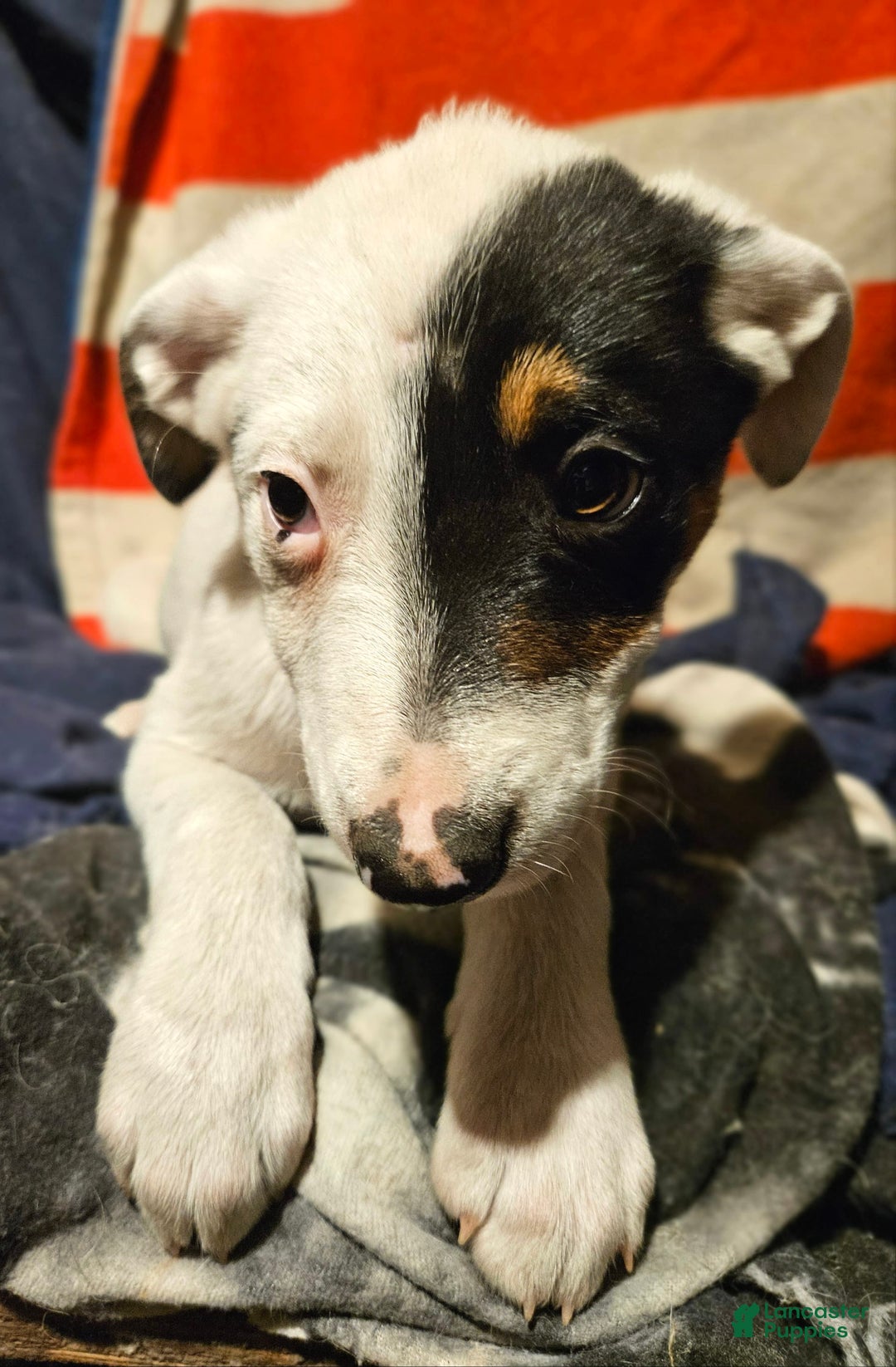 Border Collie dogs for sale: Gumbi - Image 37