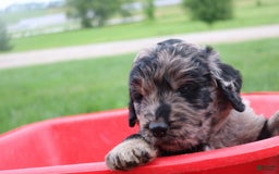 Newfoundland dogs for sale: Nolan - Image 4