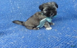 Malshi dogs for sale: Manny - Image 1