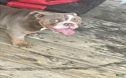 American Pit Bull Terrier dogs for sale: Milora Mulania Joyce - Image 1