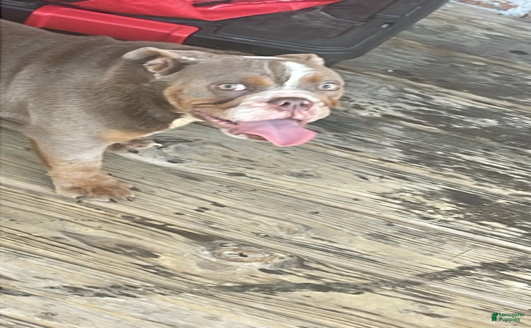 American Pit Bull Terrier dogs - Advert 26
