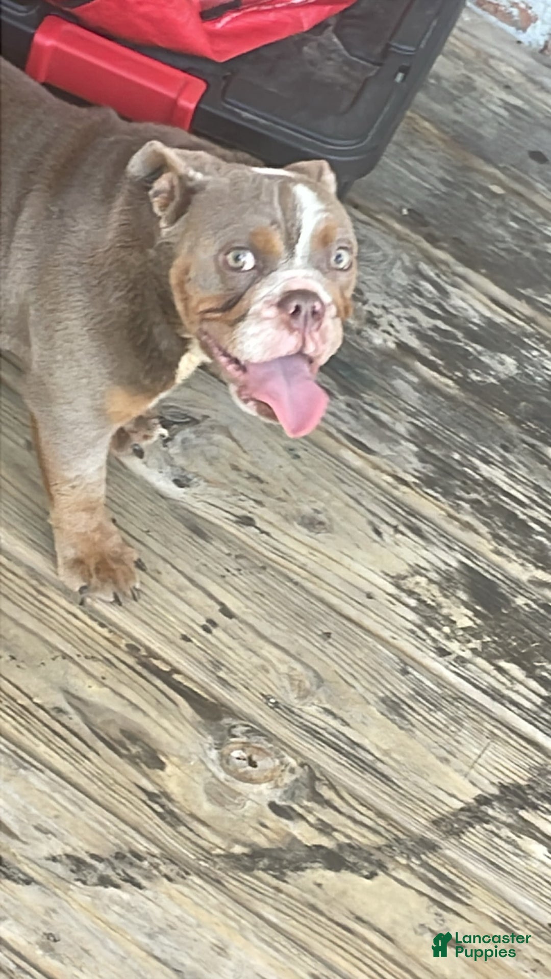 American Pit Bull Terrier dogs for sale: Milora Mulania Joyce - Image 1
